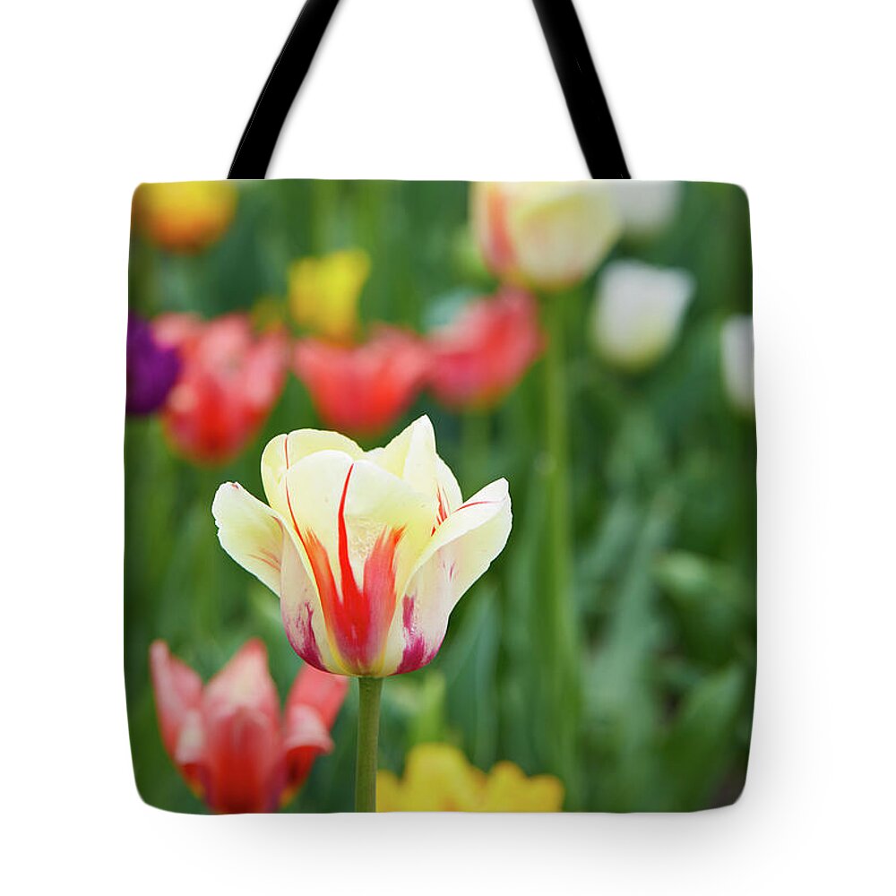Tulip Tote Bag featuring the photograph Tulip bed by Garden Gate magazine