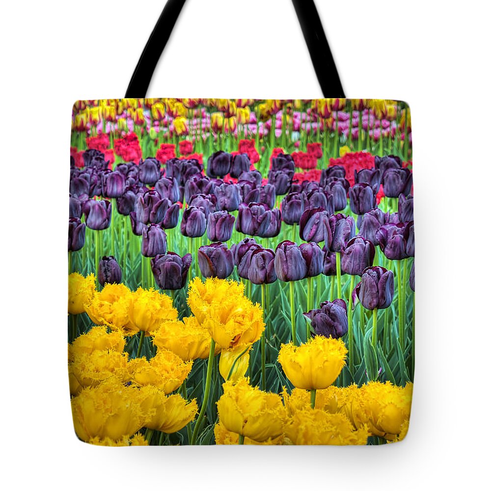Spring Tote Bag featuring the photograph Tulip Colors by Nadia Sanowar