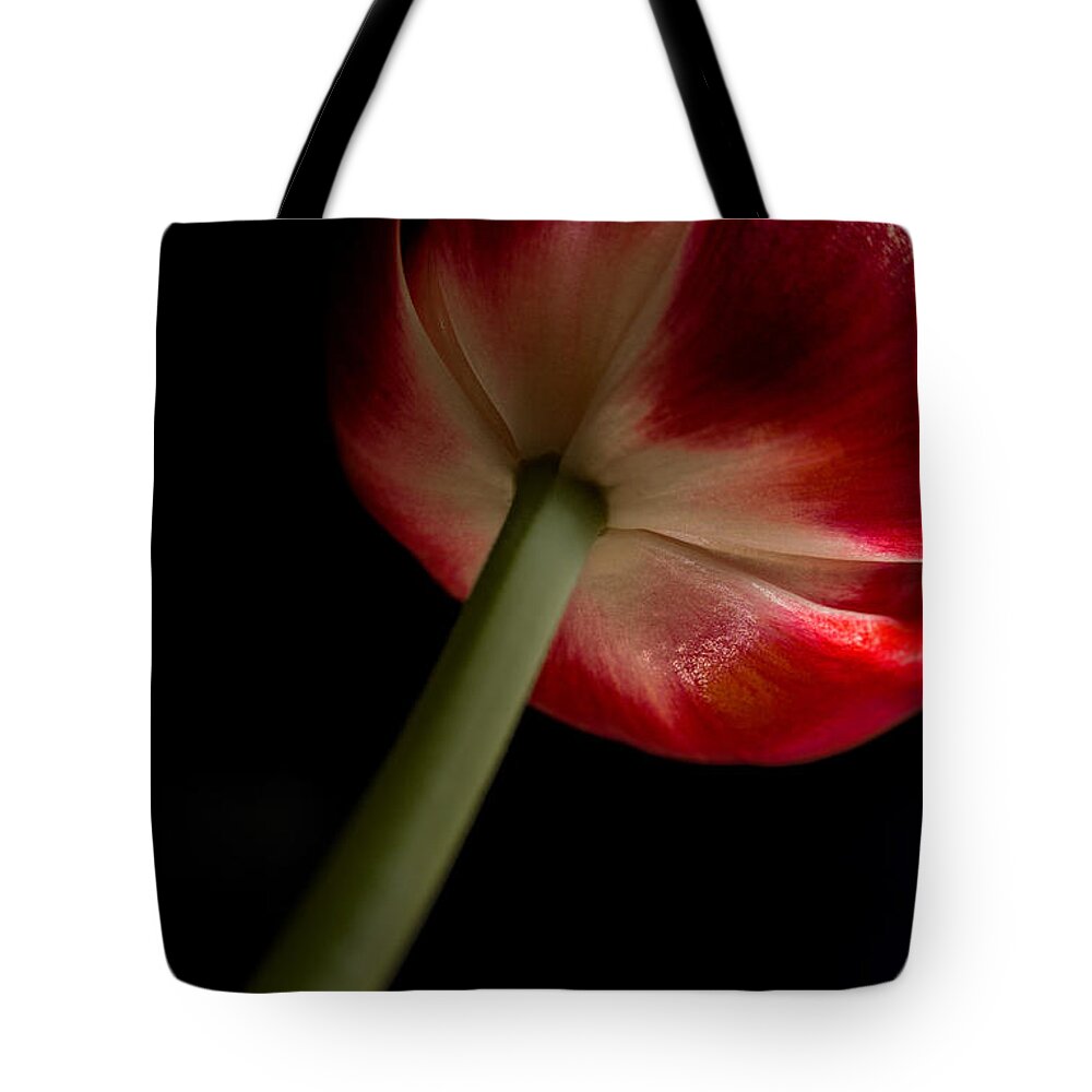 Tulip Tote Bag featuring the photograph Tulip in window light by Bob Cournoyer