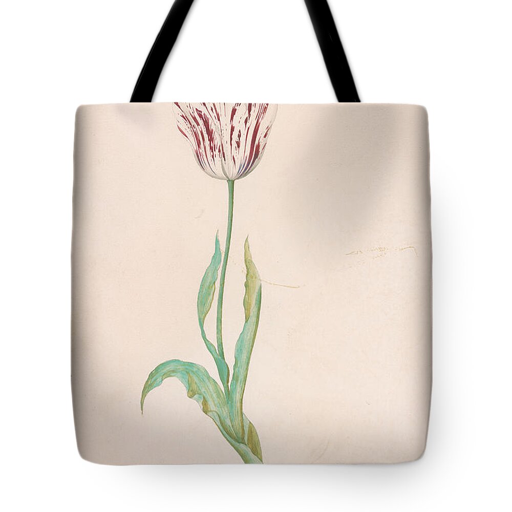 Jacob Marrel 1613 Or 14-1681 Tulip With Three Leaves Tote Bag featuring the painting Tulip with Three Leaves by MotionAge Designs