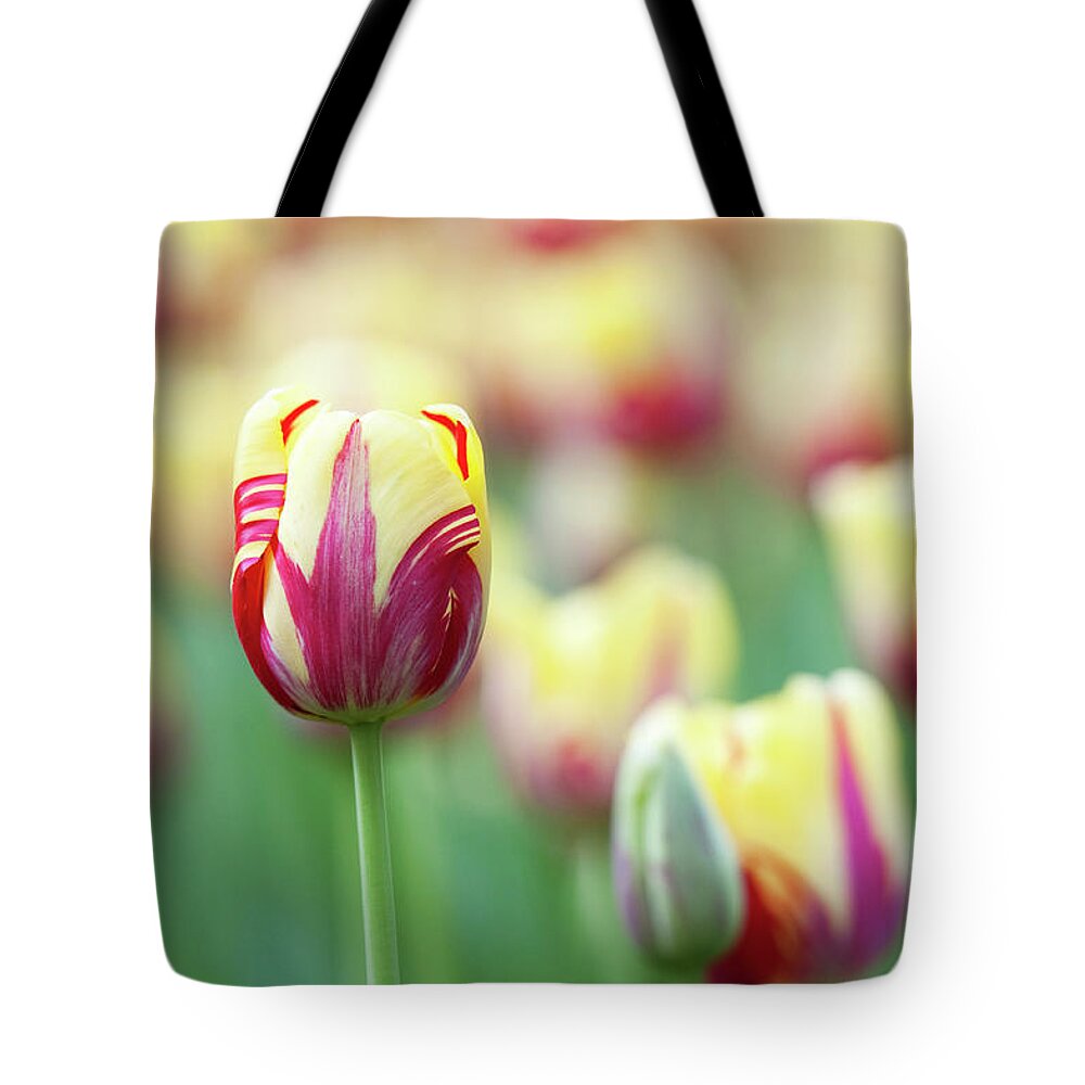 Tulip Tote Bag featuring the photograph Tulip World Expression by Tim Gainey