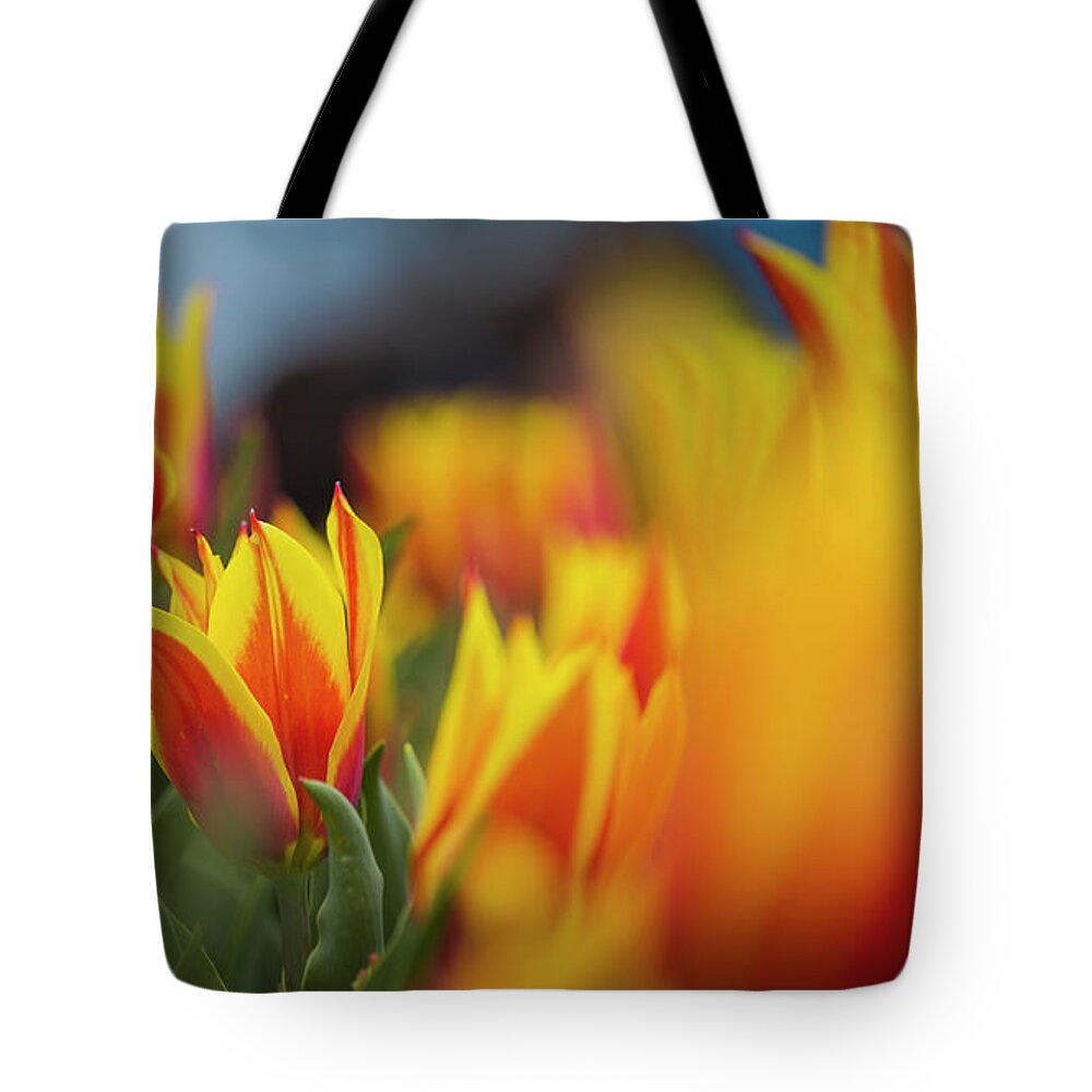 Washington Dc Tote Bag featuring the photograph Tulips by Agnes Caruso