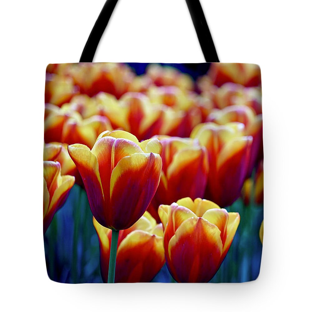 Flowers Tote Bag featuring the photograph Tulips at Sunset by Michael Cinnamond