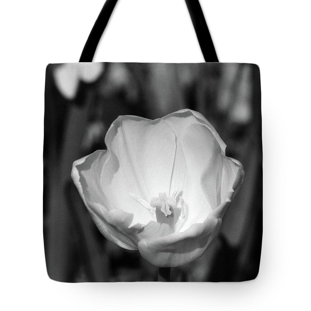 Tulip Tote Bag featuring the photograph Tulips - Beauty In Bloom - BW Infrared SFX 05 by Pamela Critchlow