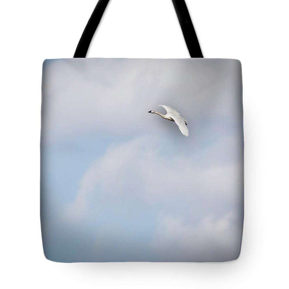 Tundra Swan (cygnus Columbianus) Tote Bag featuring the photograph Tundra Swan 2015-8 by Thomas Young
