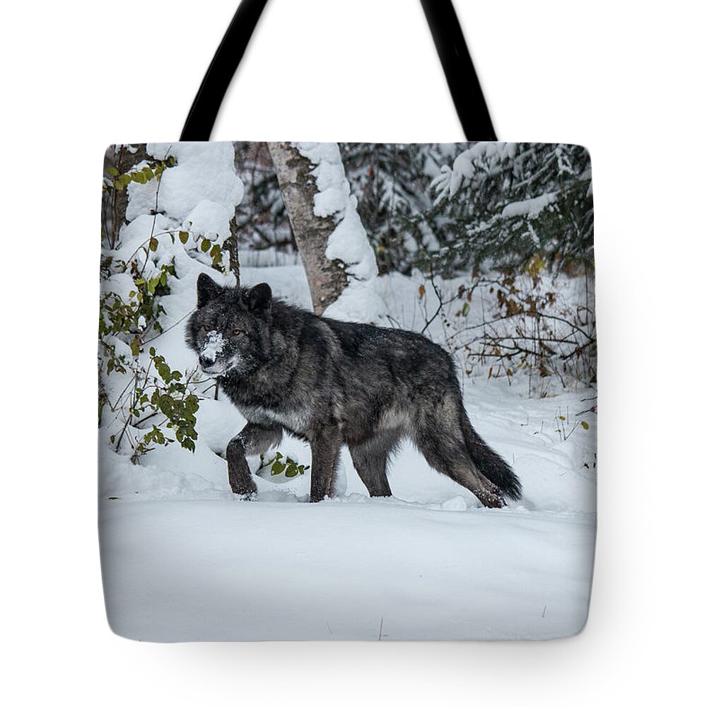 Animal Tote Bag featuring the photograph Tundra Wolf 6701 by Teresa Wilson
