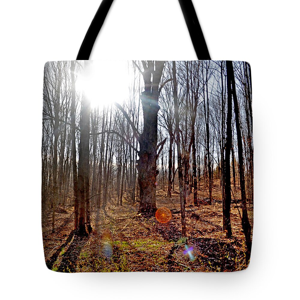 Trees Tote Bag featuring the photograph Turn Back Time by Donna Petersen
