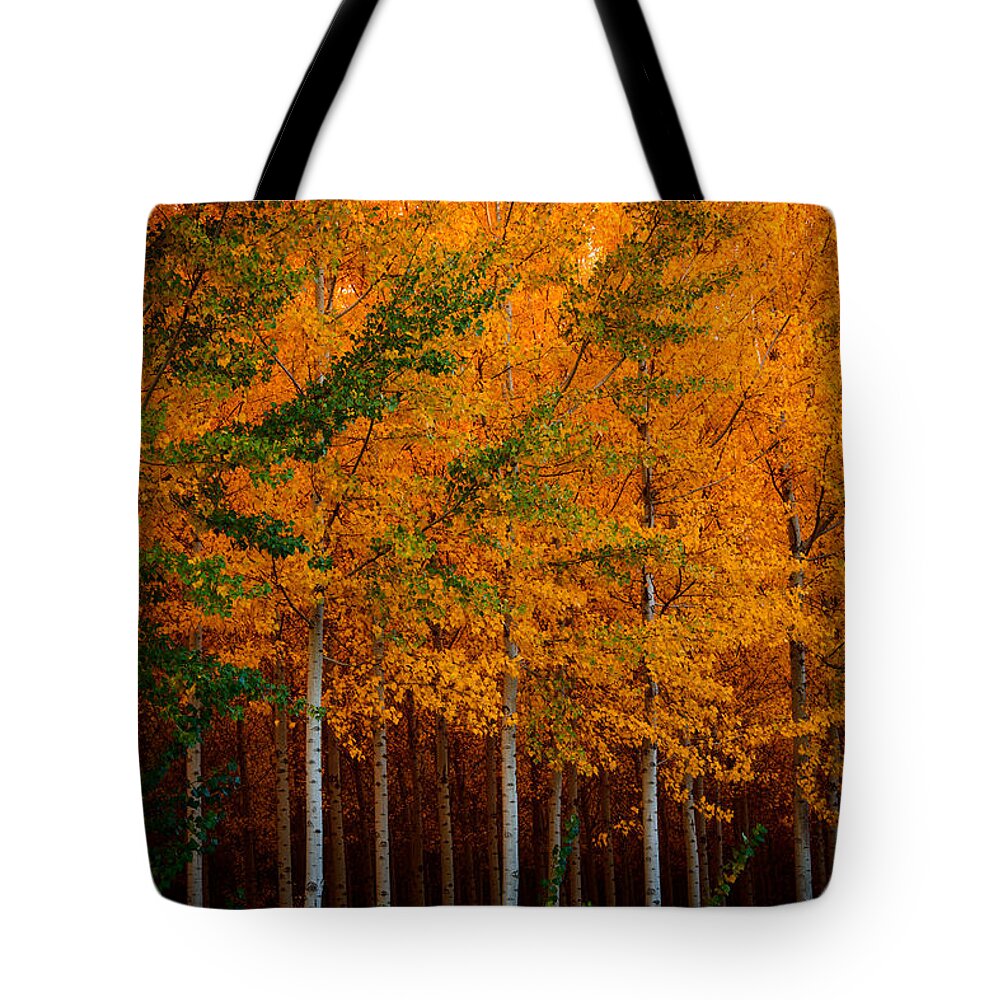 Fall Tote Bag featuring the photograph Turning into Gold by Dan Mihai