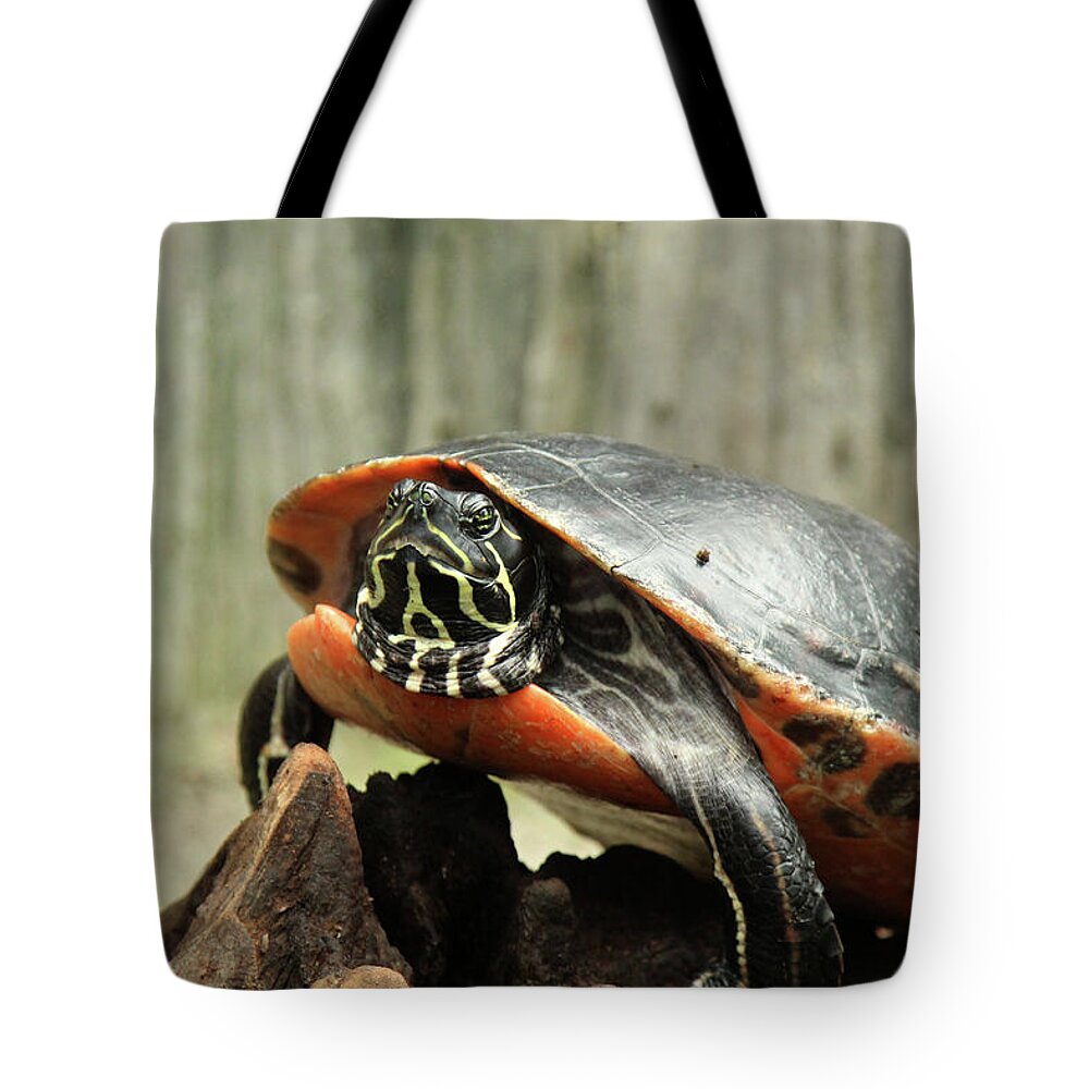 Turtle Tote Bag featuring the photograph Turtle Neck by David Stasiak