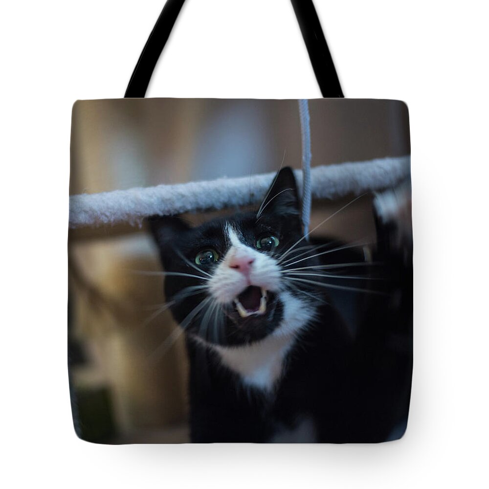 Tuxedo Tote Bag featuring the photograph Tuxedo cat going Ballistic on a shoelace by Toby McGuire