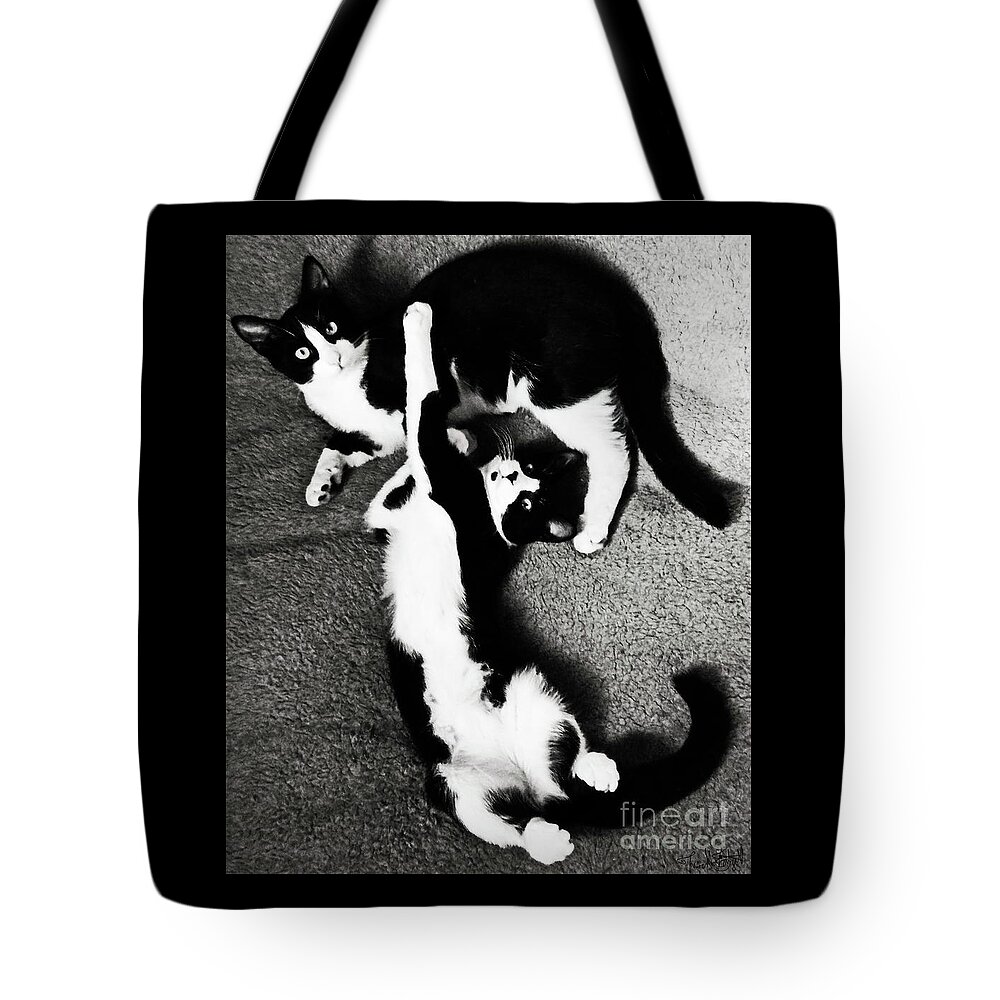 Cats Of The 	Uxedo Coat Variety .young And Ready To Find New Homes .black And White . Tote Bag featuring the photograph Tuxedo Syblings by Priscilla Batzell Expressionist Art Studio Gallery