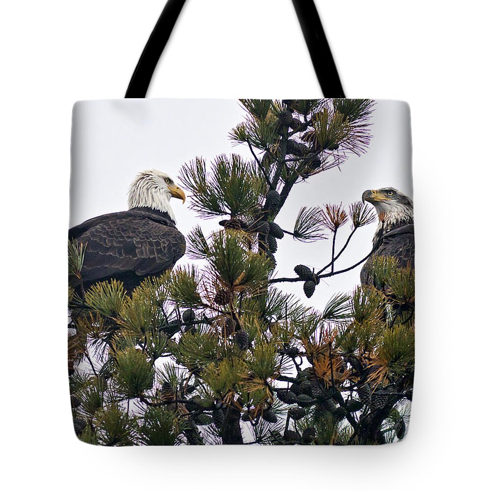 Bald Eagle Tote Bag featuring the photograph Twin Eagles by John Rowe
