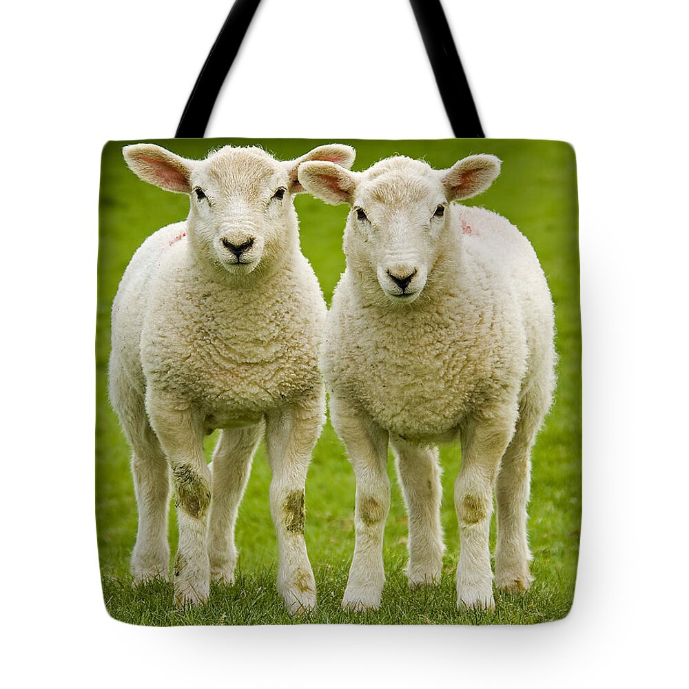 Agriculture Tote Bag featuring the photograph Twin Lambs by Meirion Matthias