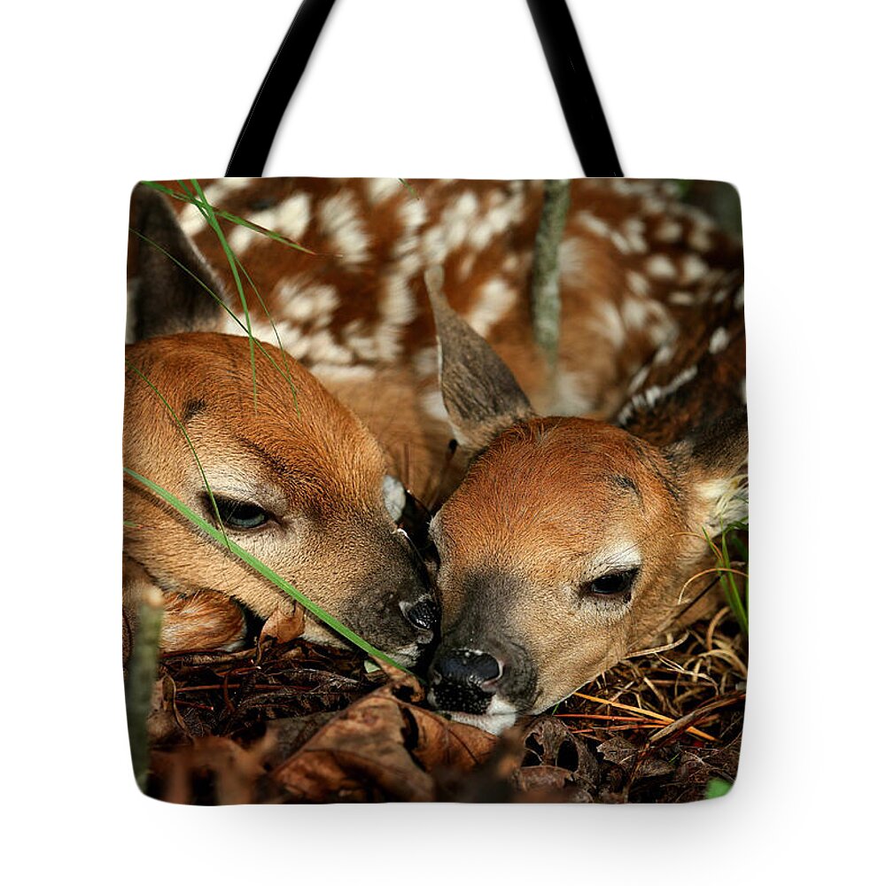 Whitetail Deer Tote Bag featuring the photograph Twin Newborn Fawns by Michael Dougherty