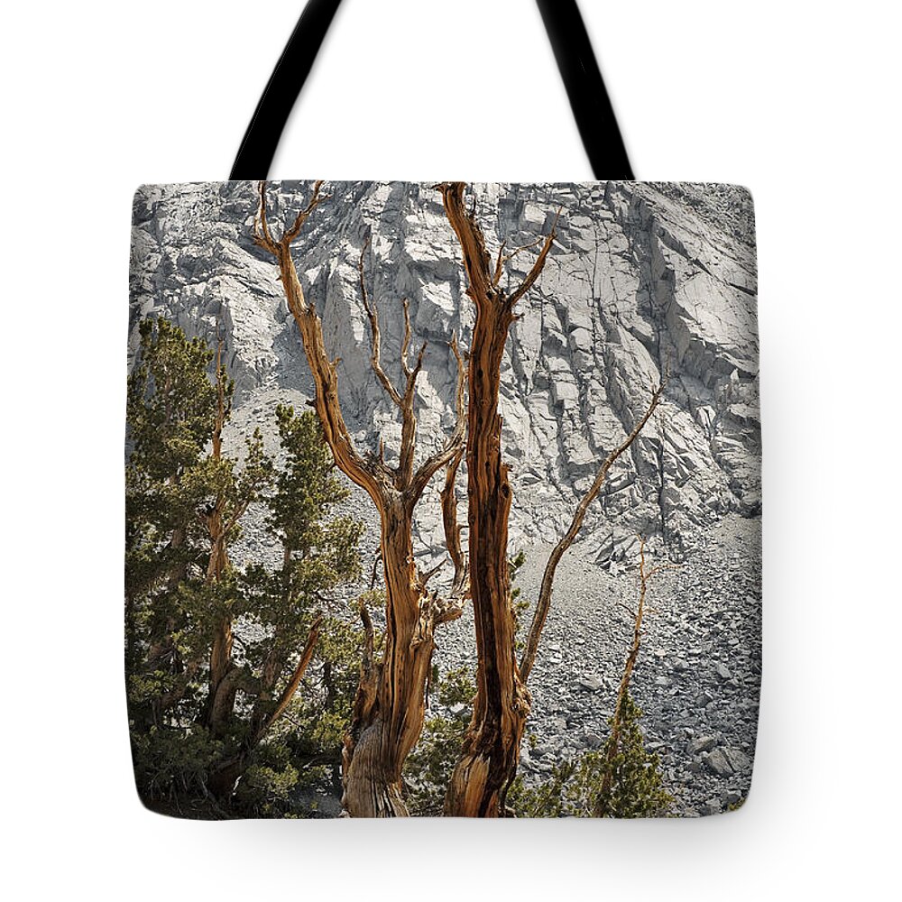 Tree Tote Bag featuring the photograph Twin Sticks by Kelley King