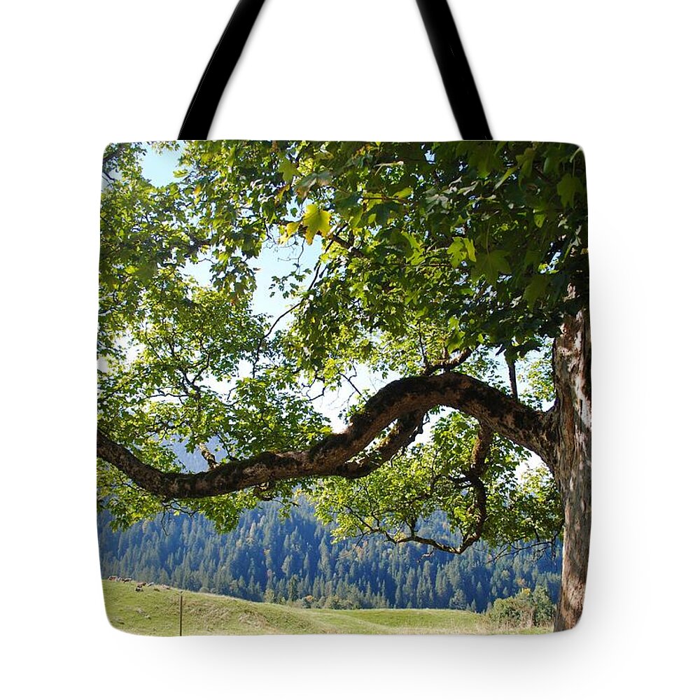 Wonderful Tree In The Swiss Alps. Tote Bag featuring the photograph Twist tree by Isabel Rasotto