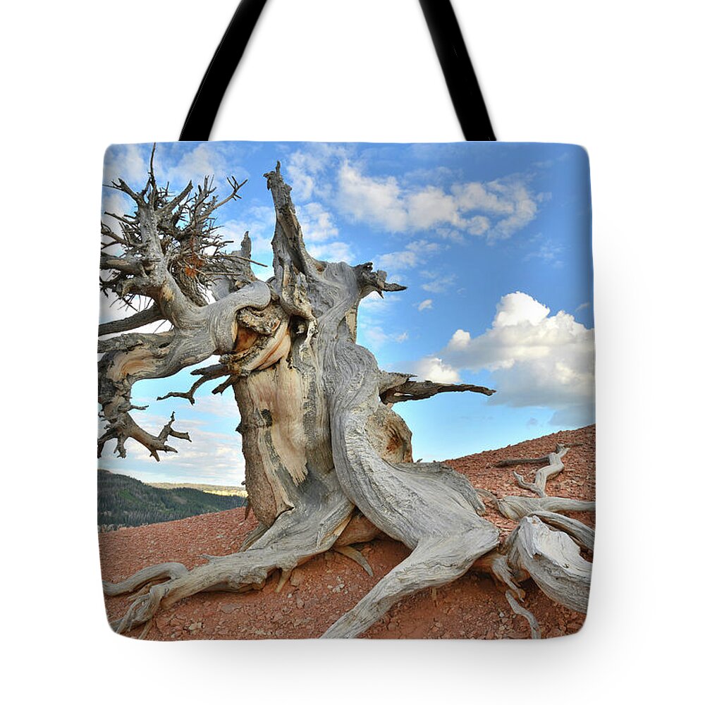 Dixie National Forest Tote Bag featuring the photograph Twisted Forest Bristlecone Pine by Ray Mathis