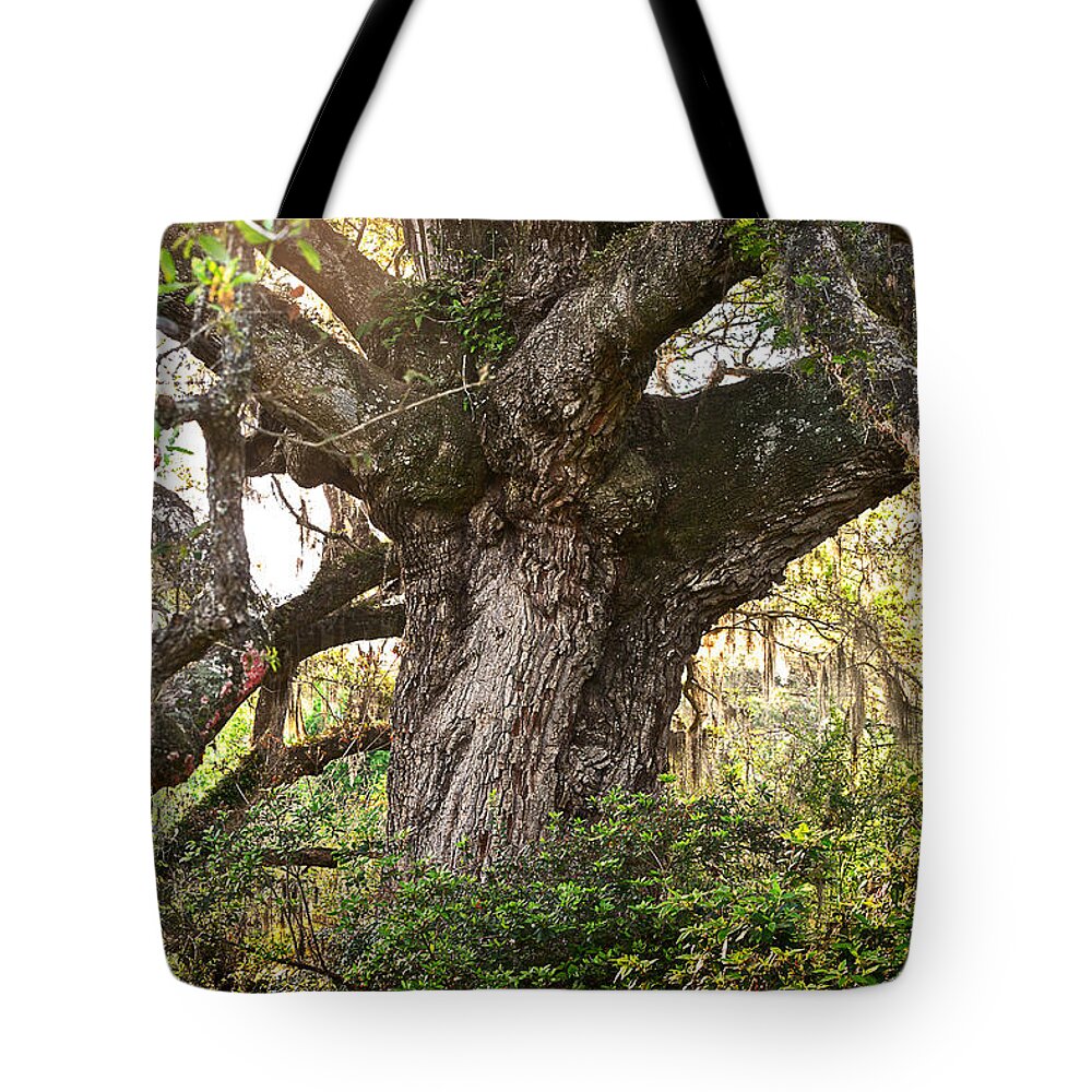 Healthy Tote Bag featuring the photograph Twisted Oak by Lisa Lambert-Shank