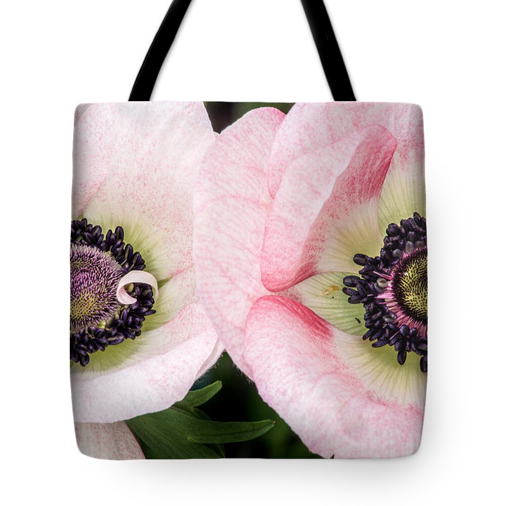 Flowers Tote Bag featuring the photograph Two Anemones by Don Johnson