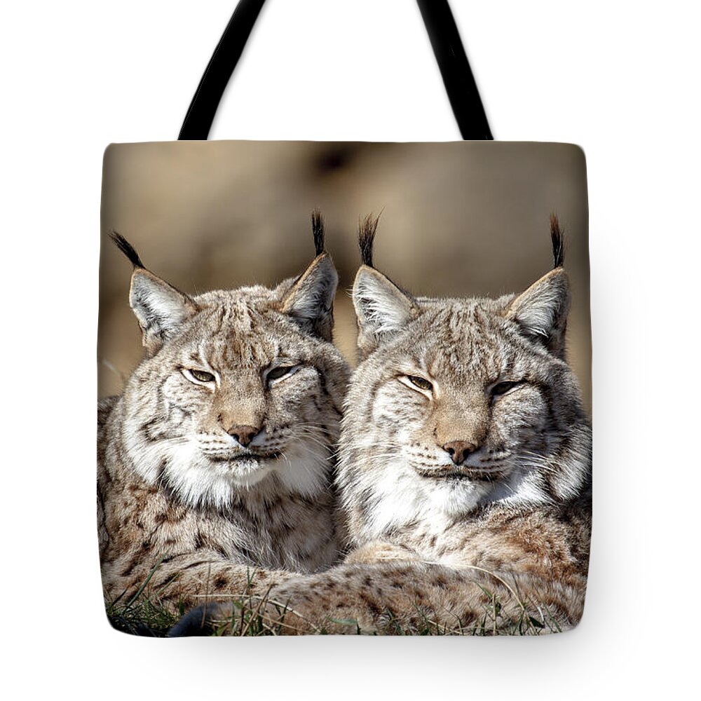 Animal Tote Bag featuring the photograph Two Brothers by Santi Carral