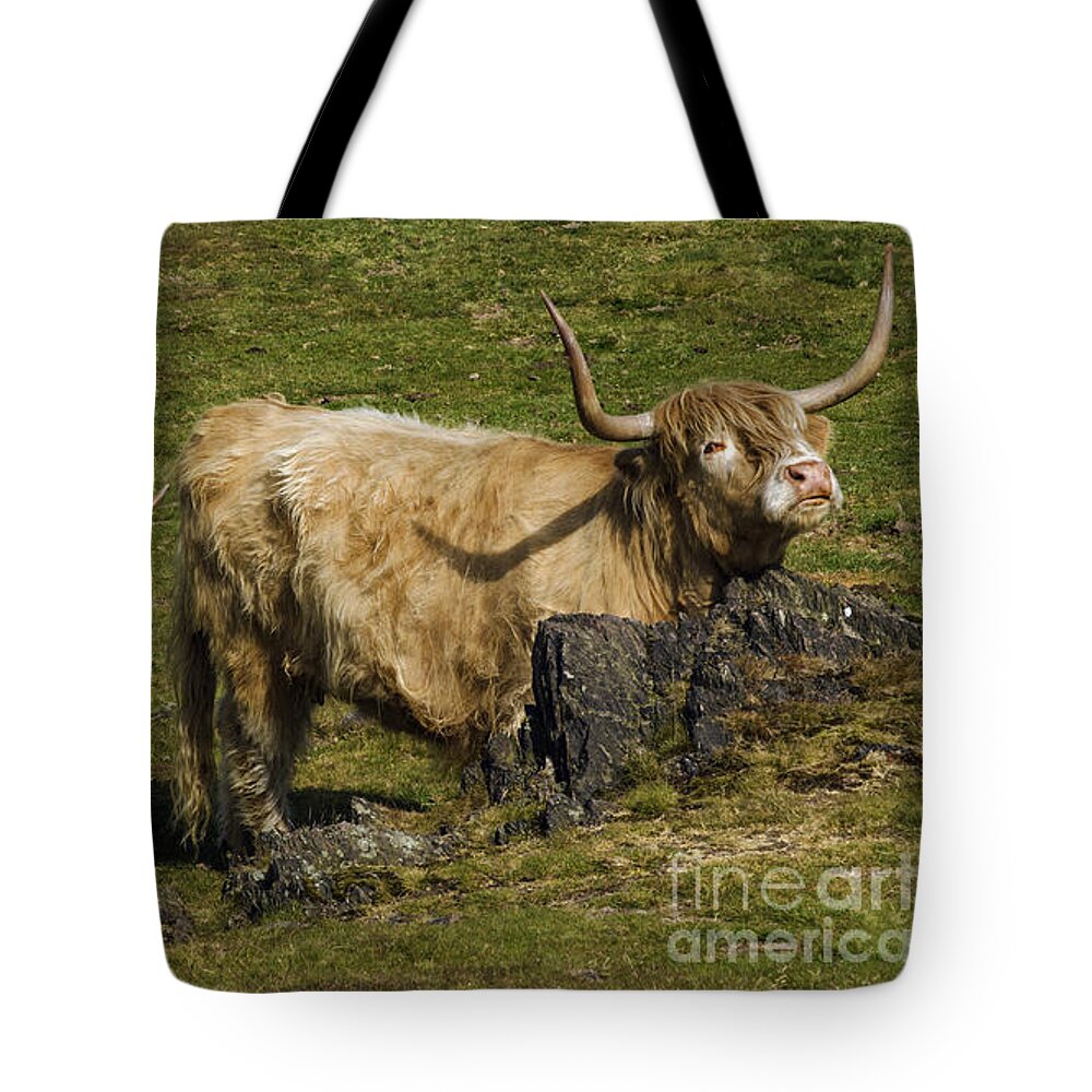 Highland Cows Tote Bag featuring the photograph Two Coos by Linsey Williams