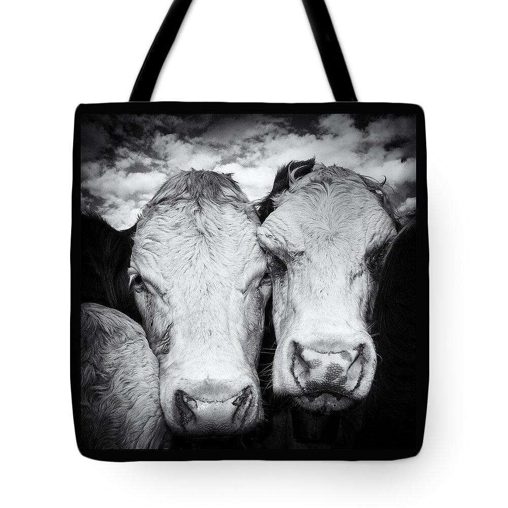 Cow Tote Bag featuring the photograph Two cows black and white by Matthias Hauser