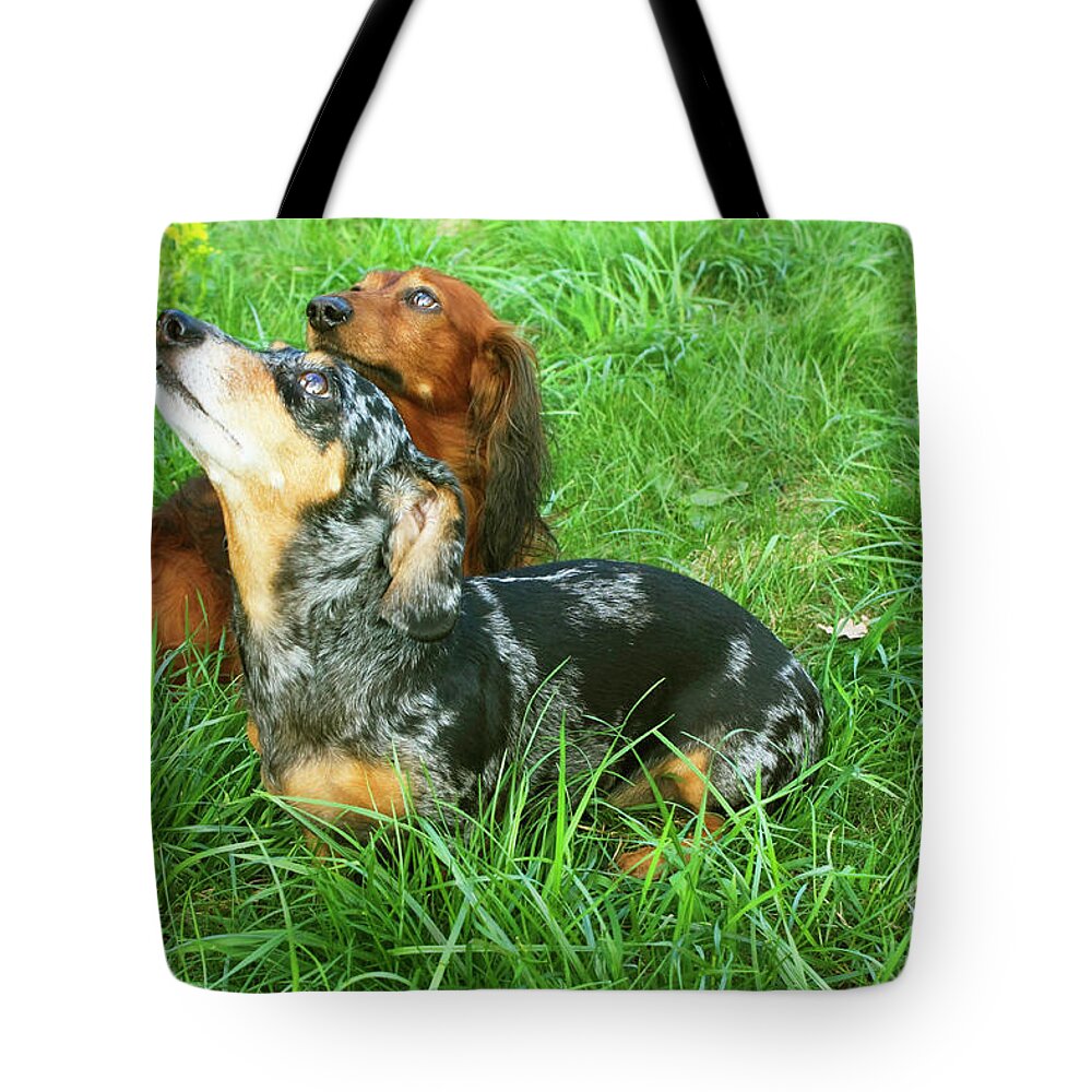 Animal Tote Bag featuring the photograph Two dachshunds by Irina Afonskaya