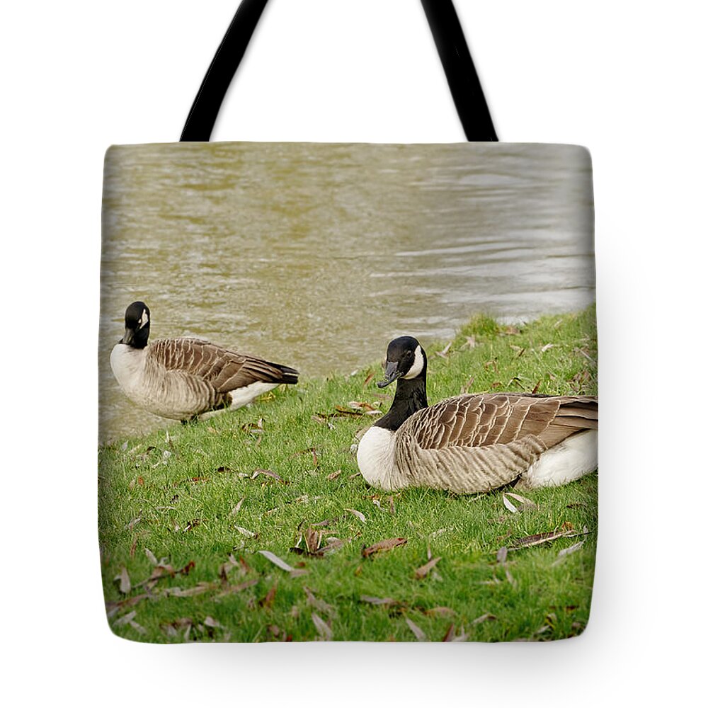 Canadian Geese Tote Bag featuring the photograph Two does not mean pair by Elena Perelman