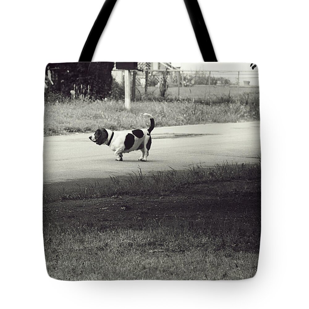 Dogs Tote Bag featuring the photograph Little Pooch, Big Pooch by Toni Hopper