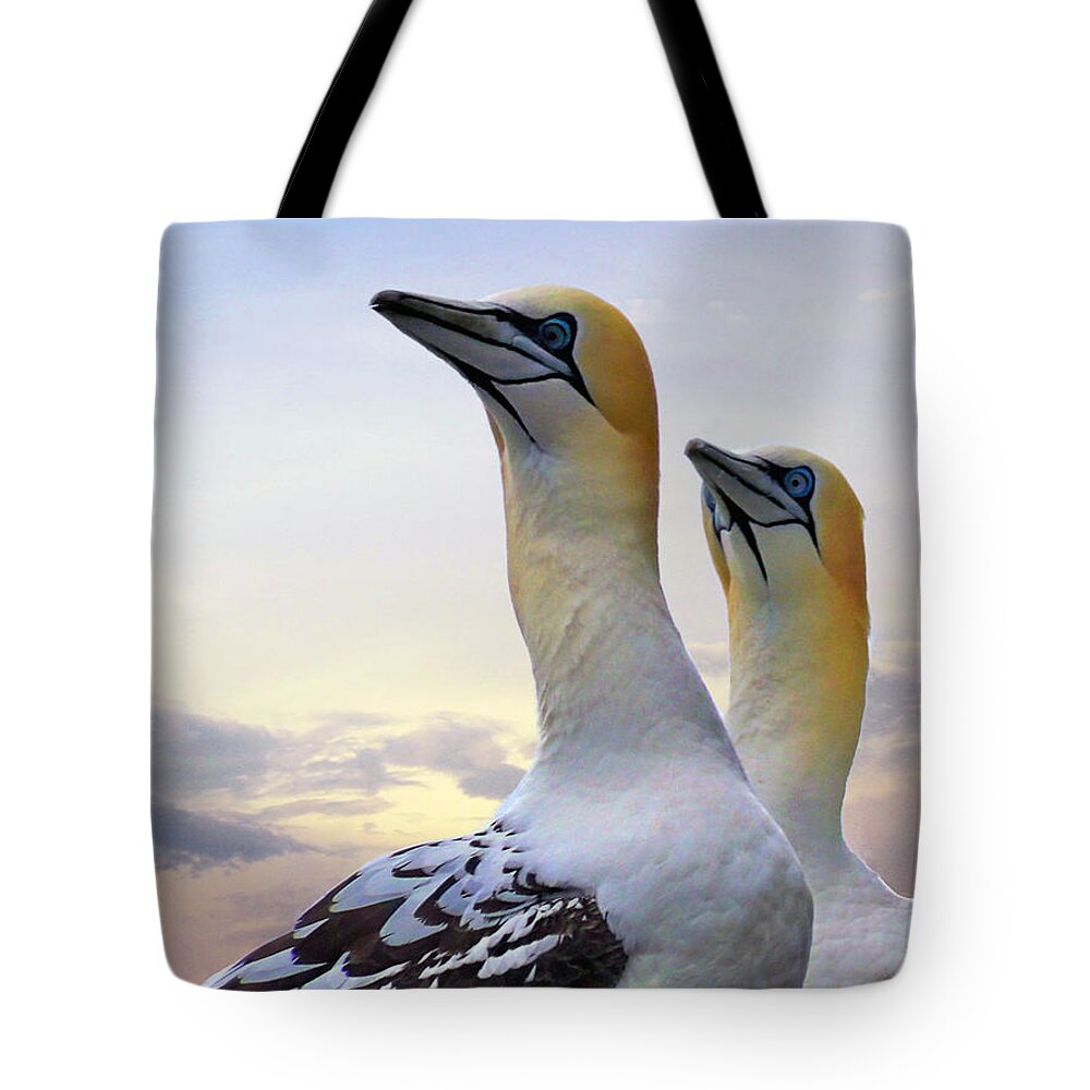 Gannets Tote Bag featuring the photograph Two Gannets by Lynn Bolt