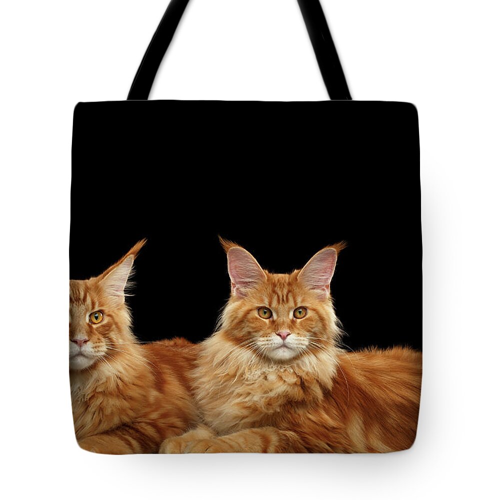 Angry Tote Bag featuring the photograph Two Ginger Maine Coon Cat on Black by Sergey Taran