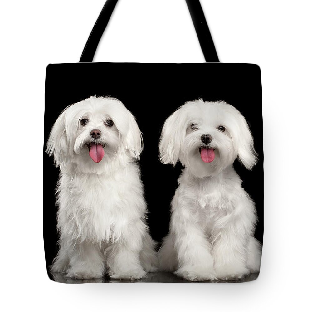 Maltese Tote Bag featuring the photograph Two Happy White Maltese Dogs Sitting, Looking in Camera isolated by Sergey Taran