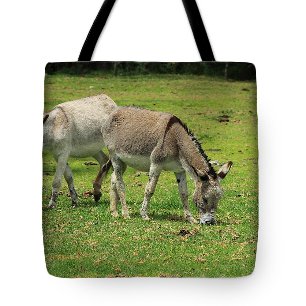 Jerusalem Donkey Tote Bag featuring the photograph Two Jerusalem Donkeys in a Field by Robert Hamm