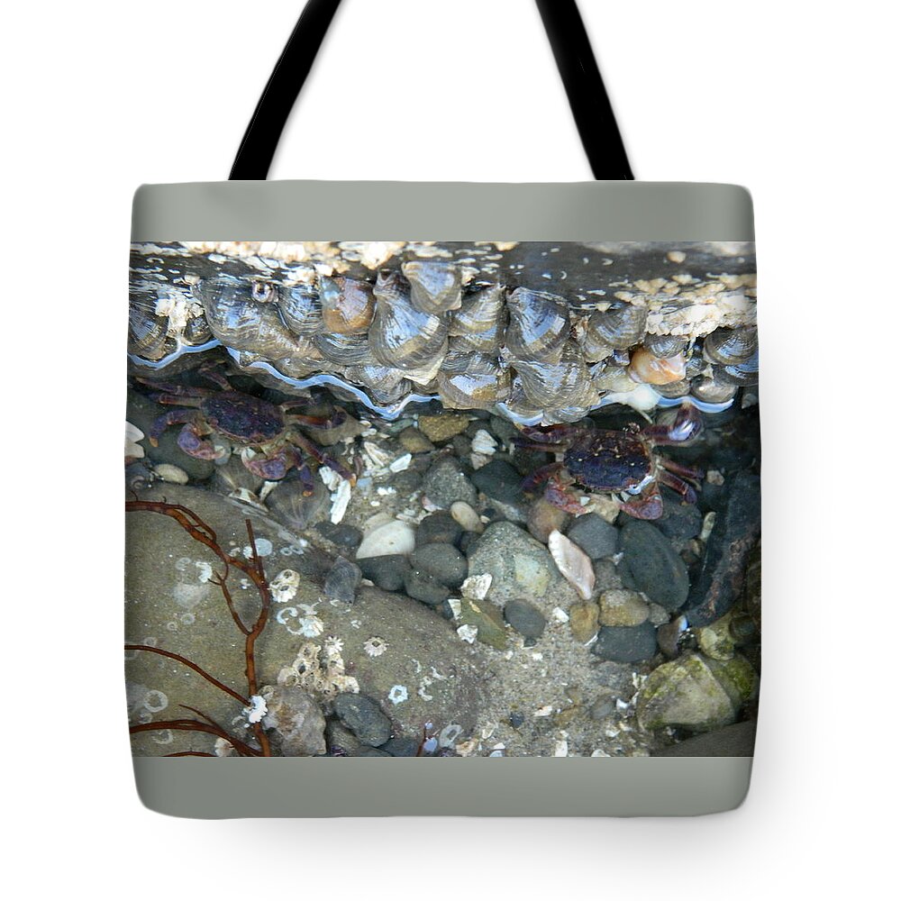 Crabs Tote Bag featuring the photograph Two Little Crabs by Gallery Of Hope 