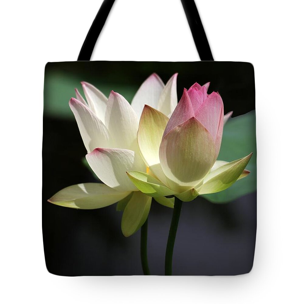 Lotus Tote Bag featuring the photograph Two Lotus Flowers by Sabrina L Ryan