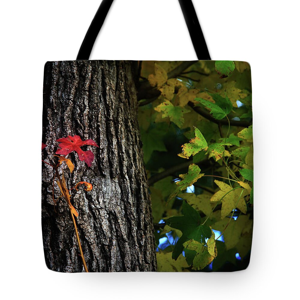 Nature Tote Bag featuring the photograph Two Red Leaves by Toni Hopper