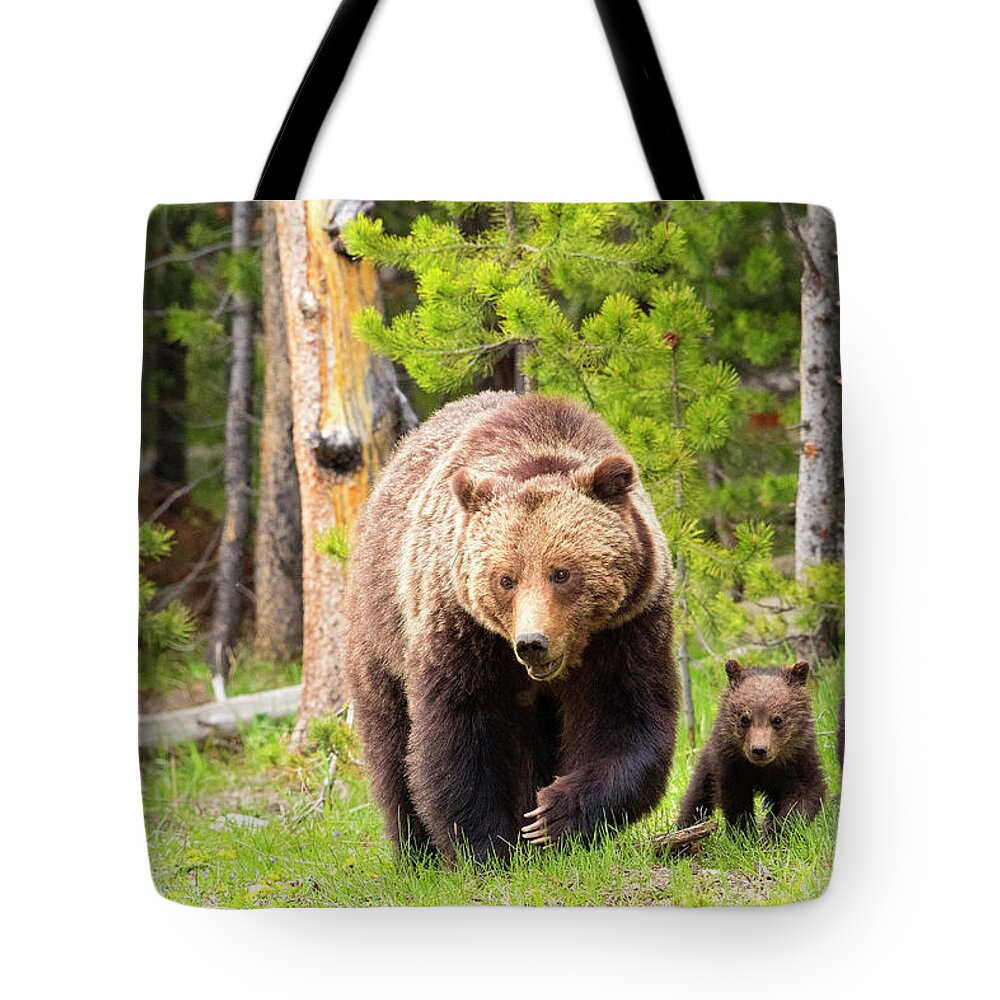 Grizzly Bears Tote Bag featuring the photograph Two Remain by Aaron Whittemore