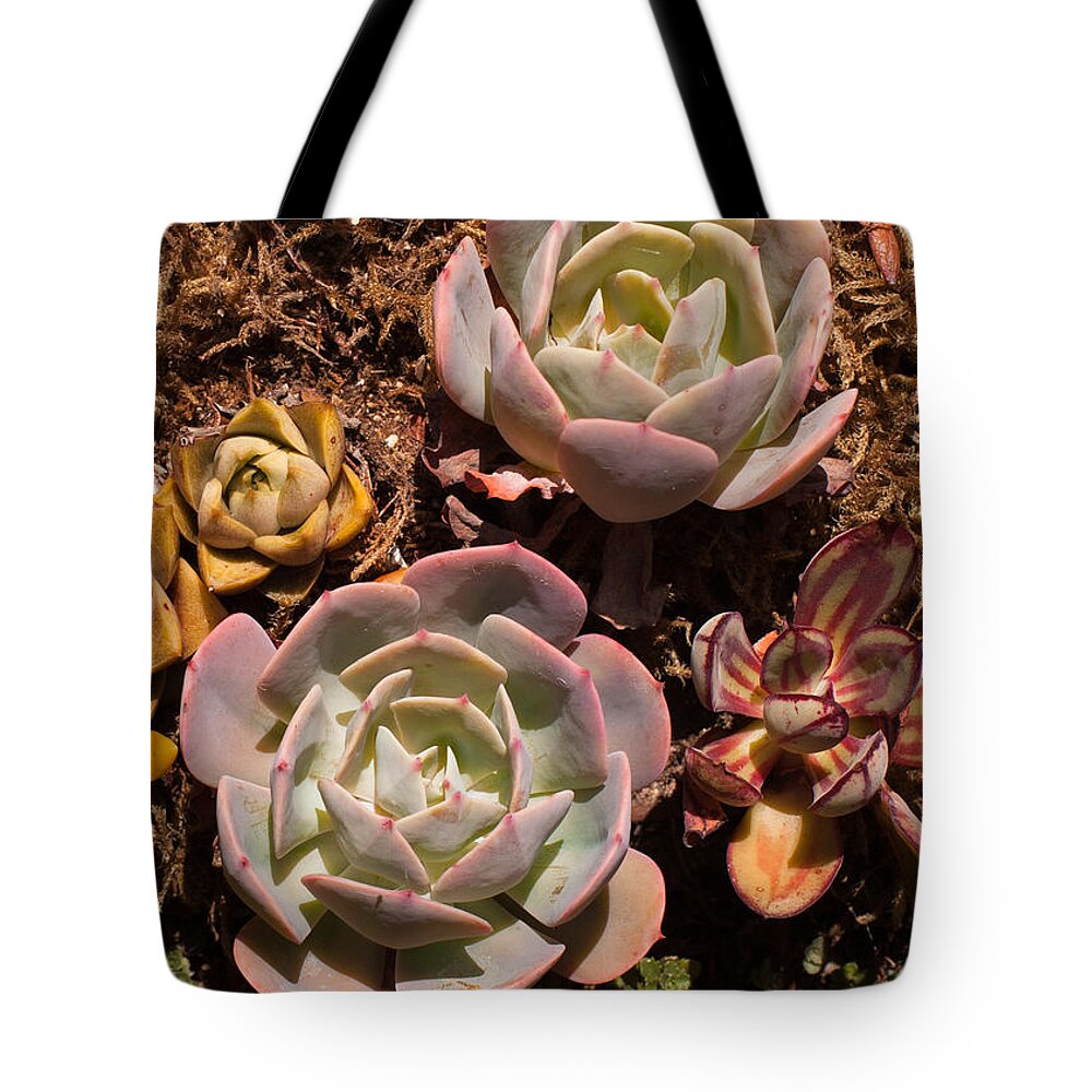 Succulents Tote Bag featuring the photograph Two Succulents by Catherine Lau