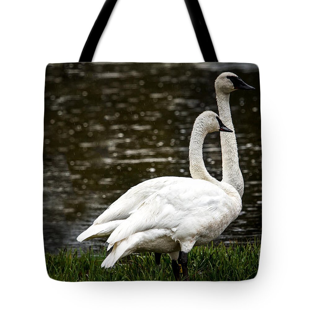 Swan Tote Bag featuring the photograph Two Trumpter Swans by Robert Bales