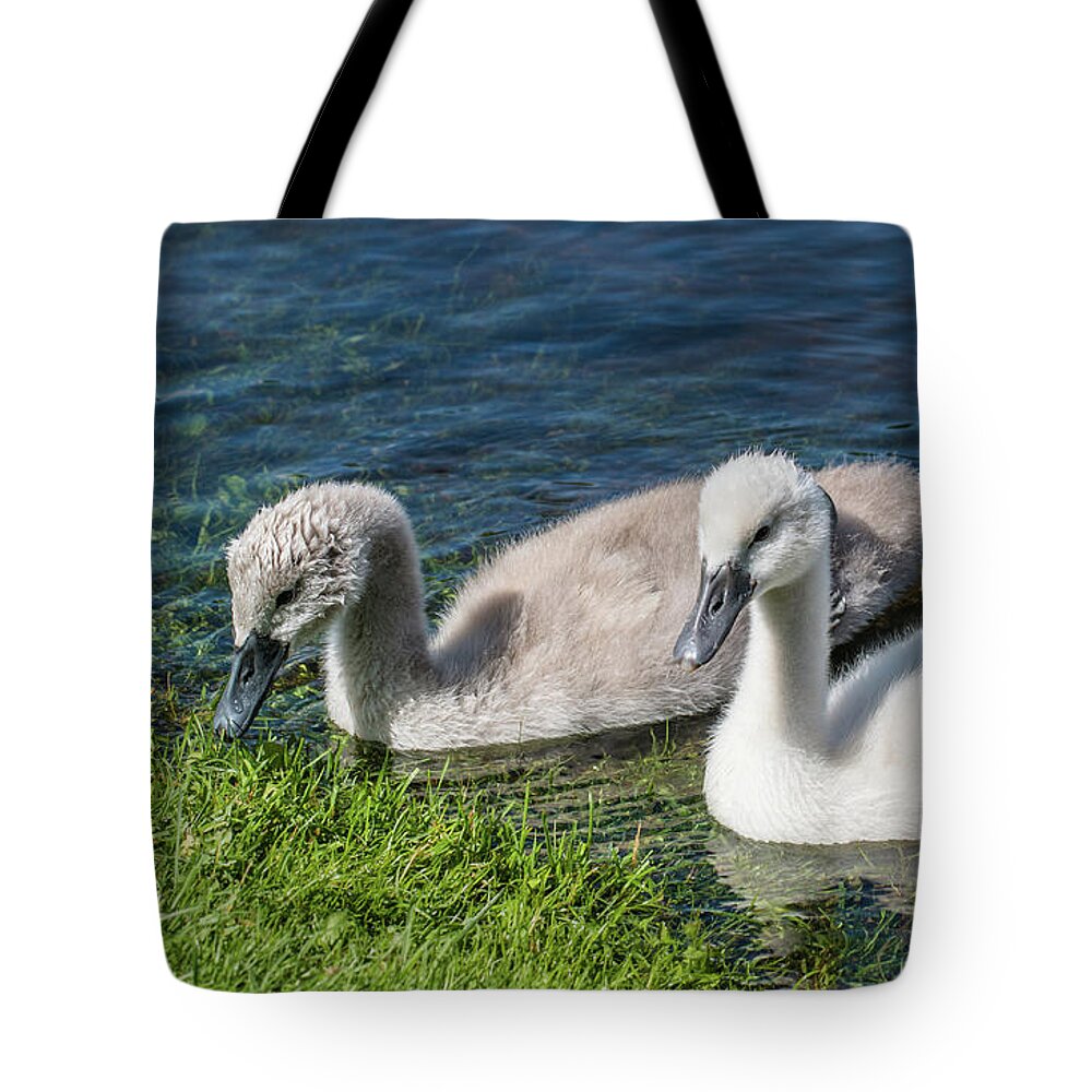 Cygnus Olor Tote Bag featuring the photograph Two young cygnets of mute swan swimming in a lake by Amanda Mohler