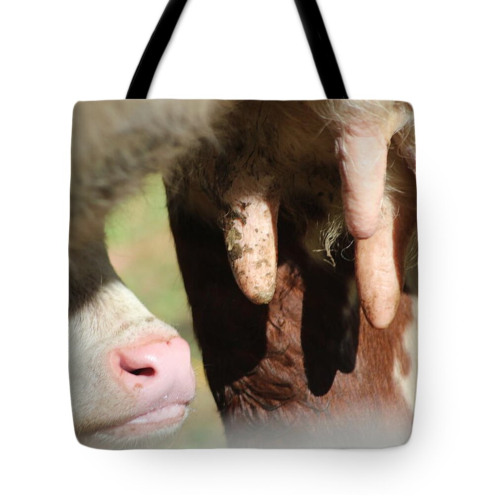 Calf Tote Bag featuring the photograph Udderly Adorable by Living Color Photography Lorraine Lynch