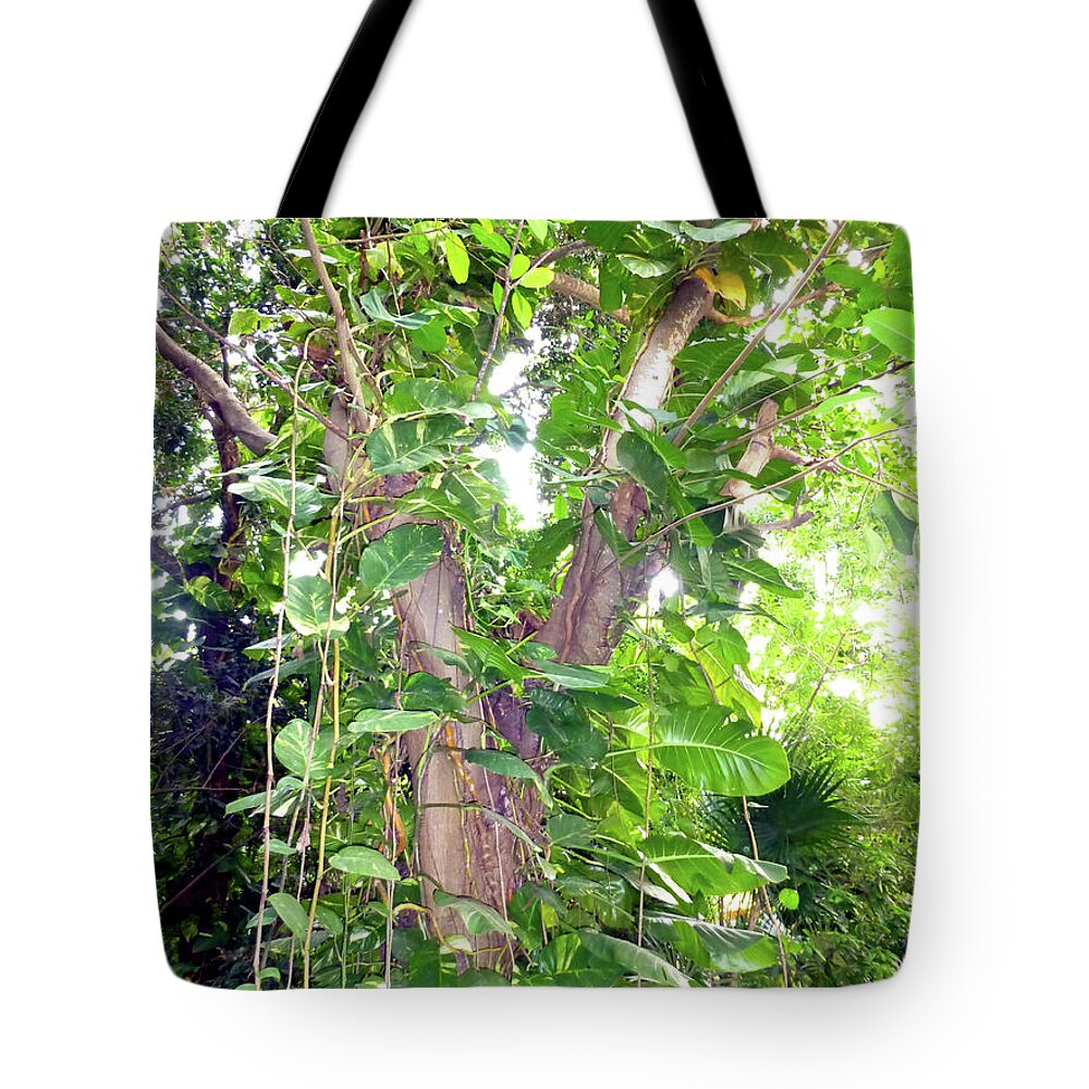 Tree Tote Bag featuring the photograph Under a Tropical Tree with Vines by Francesca Mackenney
