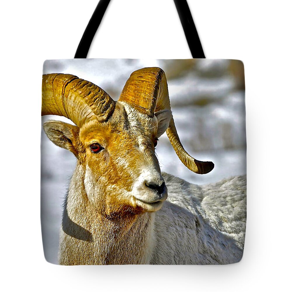 Bighorn Sheep Tote Bag featuring the photograph Up Close But Not Personal by Don Mercer