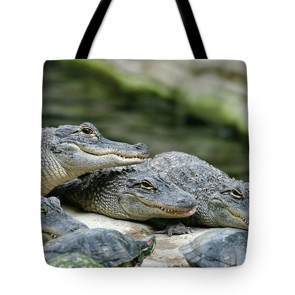 Alligator Tote Bag featuring the photograph Up to No Good by Anthony Jones