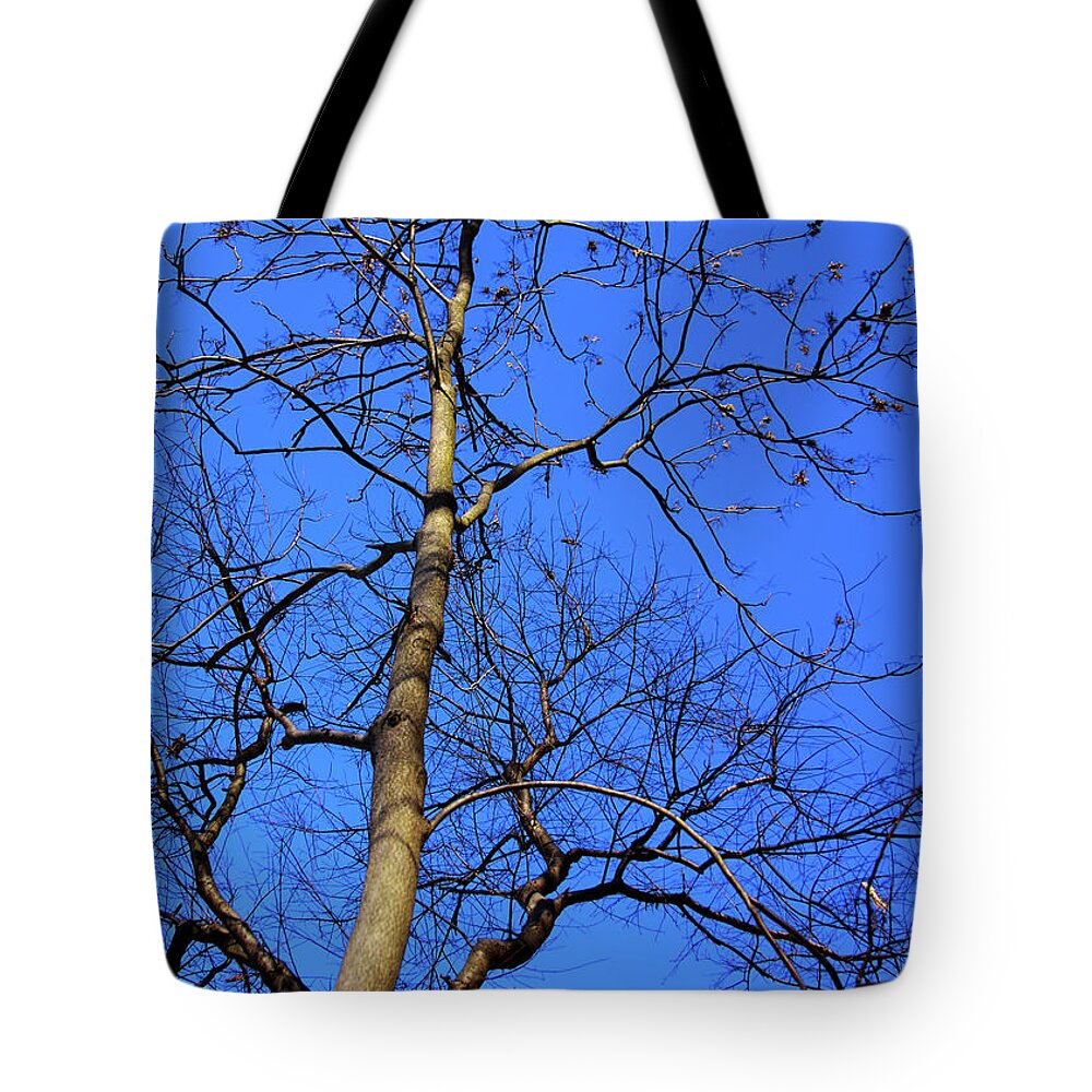 Photograph Tote Bag featuring the photograph Up to the Blue Sky by Reynaldo Williams