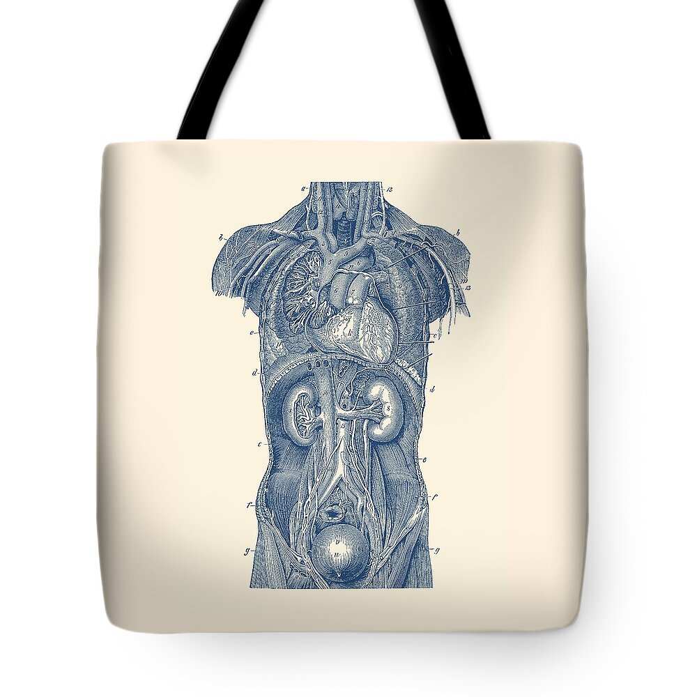 Heart Tote Bag featuring the drawing Upper Body Anatomy Diagram by Vintage Anatomy Prints