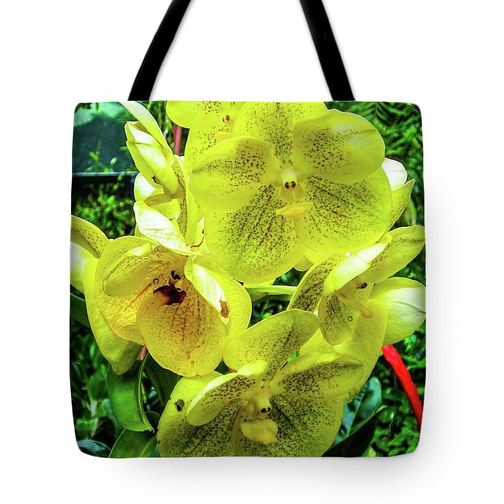 Vanda Tote Bag featuring the photograph Vanda Orchid by Louie Navoni