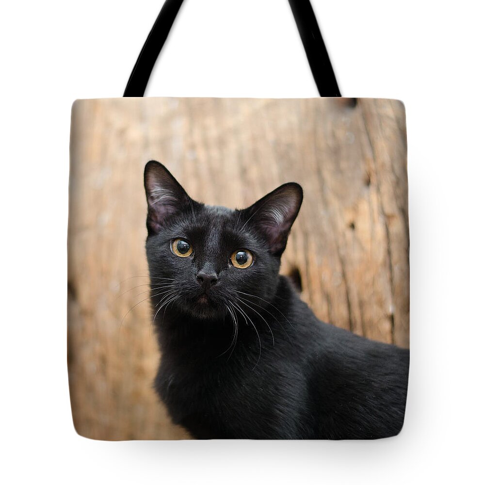 Black Cat Tote Bag featuring the photograph Velvet 2 by Irina ArchAngelSkaya