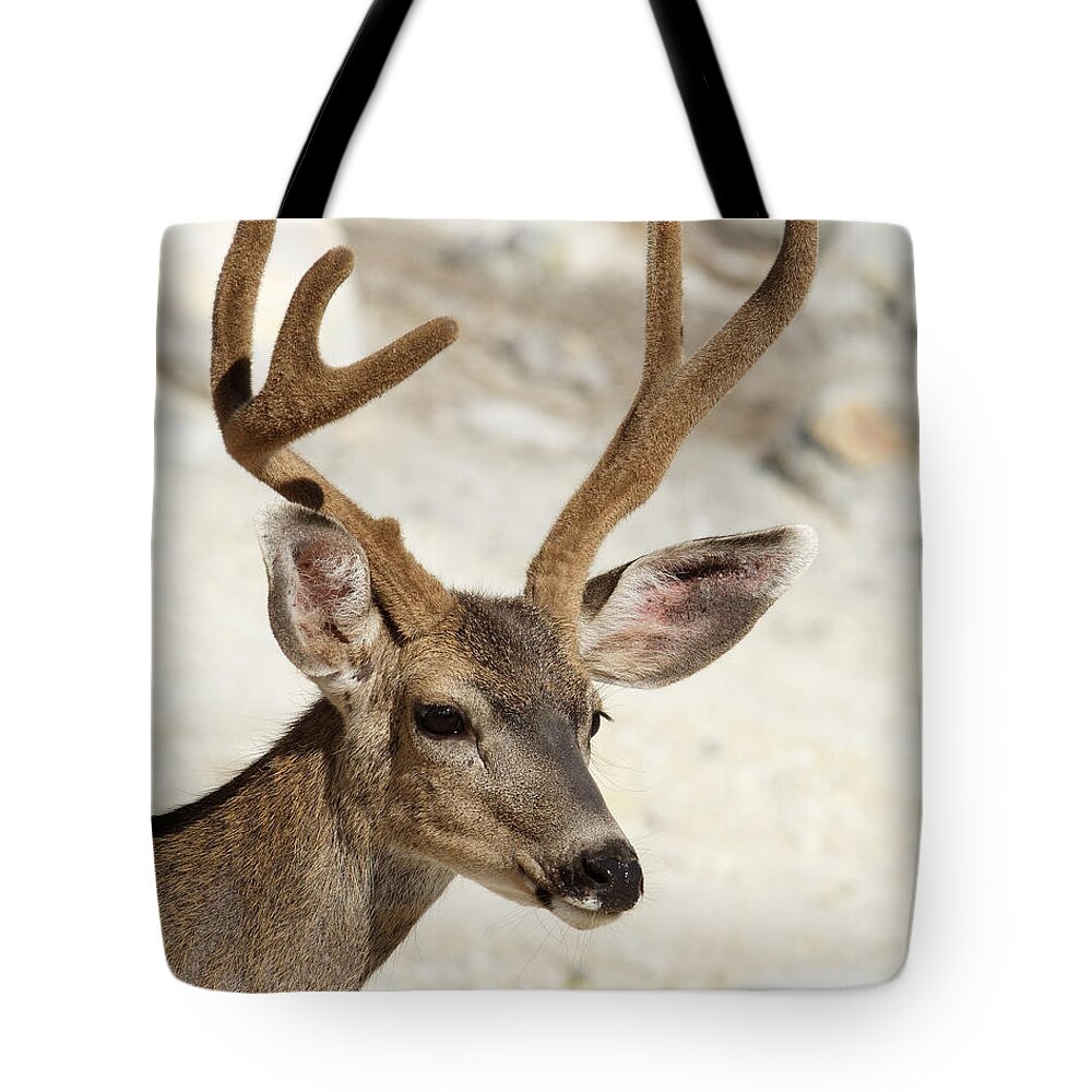 Velvet Tote Bag featuring the photograph Velvet -- Black-Tailed Deer in Lassen Volcanic National Park, California by Darin Volpe