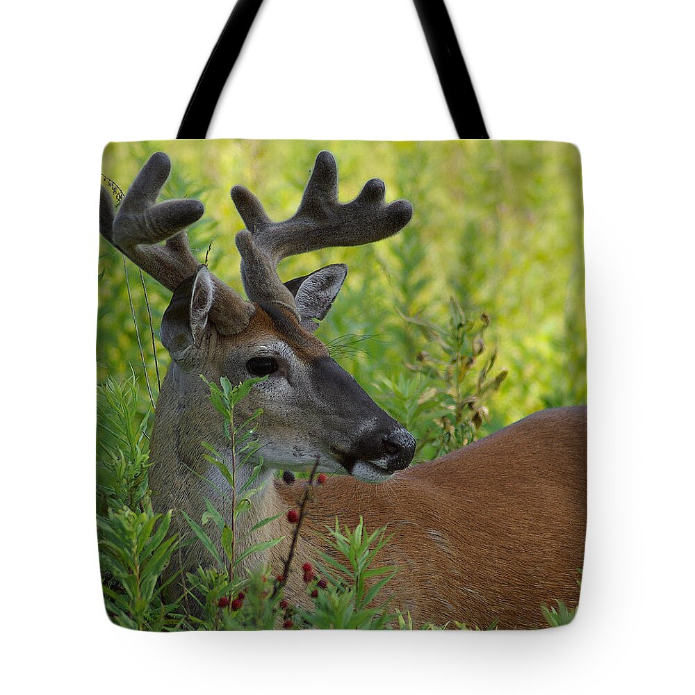 Deer Tote Bag featuring the photograph Velvet Buck by TnBackroadsPhotos 